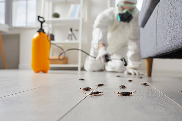 Post-Treatment Bed Bug Interceptor Monitoring in Hazen